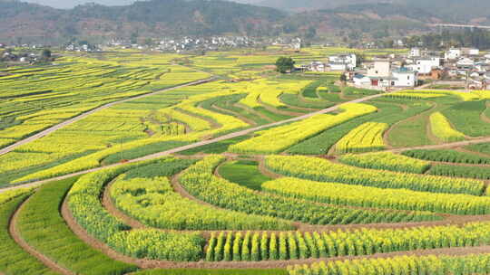 航拍丙麻乡油菜花乡镇田园风光