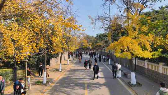 航拍青岛八大关风景区