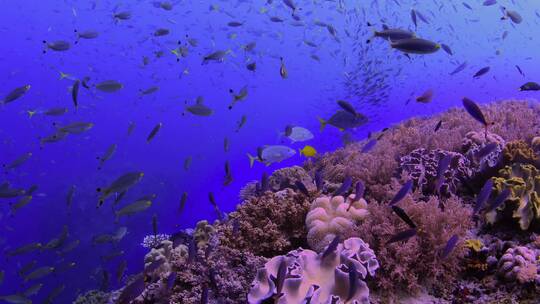 海底世界鱼群水下小丑鱼珊瑚礁海洋海浪潜水