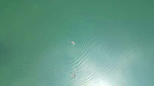航拍湖中几只鸭子戏水