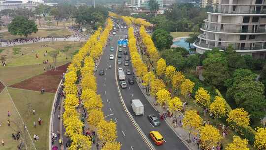 广州白鹅潭黄花风铃木盛开航拍素材