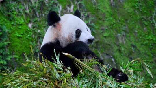 国宝大熊猫吃竹叶视频合集视频素材模板下载