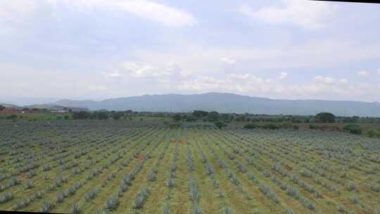 田野、龙舌兰种植园、龙舌兰、农田