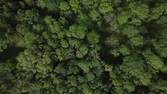 航拍森林景观