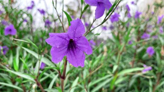 蓝花草蜜蜂采蜜