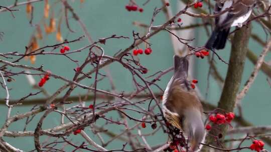 下雪天红果子树上的漂亮鸟儿在鸣叫