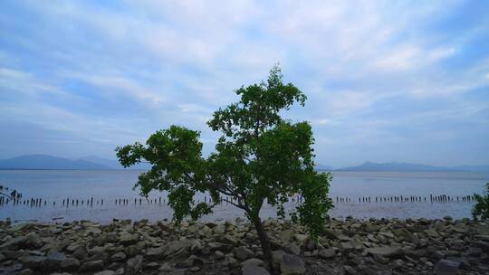 超广角拍摄海边一棵树延时视频