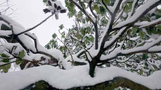 华顶森林公园雪景：下雪覆盖的千年杜鹃园