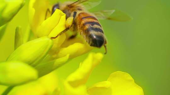 微距特写蜜蜂采蜜头伸进花心绒毛清晰授粉