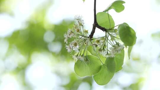 阳光树荫光影树叶逆光