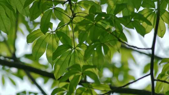 树叶绿叶叶子光影变化