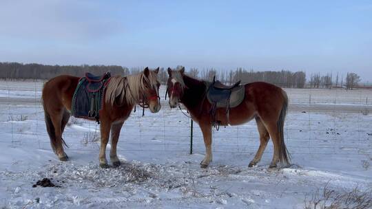 内蒙古冬季户外冰雪带马鞍子的蒙古马