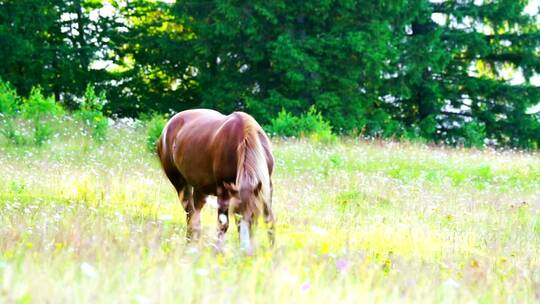 在草地上吃食的马