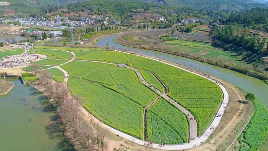 安宁市螳螂川油菜花海航拍