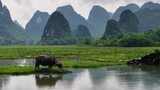 广西桂林状元桥老人牵牛放牧意境风光高清在线视频素材下载