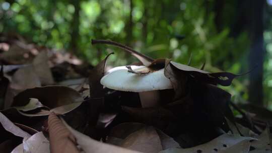 森林里的白色蘑菇野生菌石灰菌