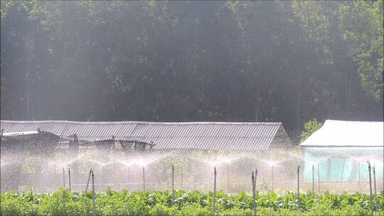 阳光下喷洒设备给植物浇水