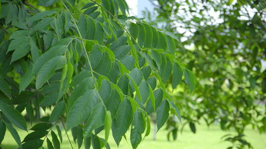 220516银杏树林B01678771