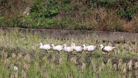 白鸭子在稻田里