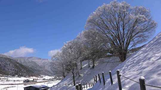 冬季雪景