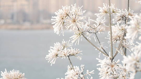 中国华北东北立冬冬至大寒树挂雾凇绝美雪景