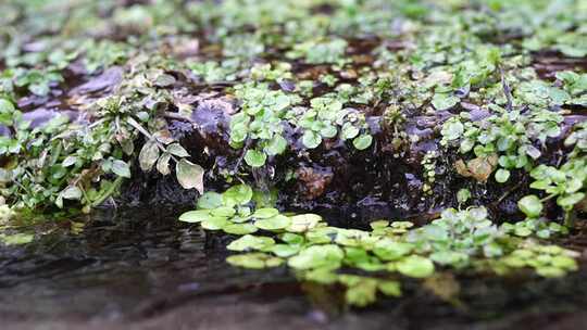 水面漂浮绿色植物特写