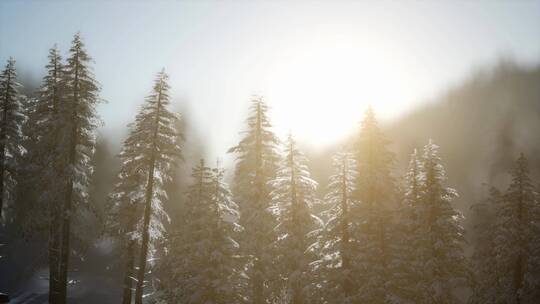 4K日出和冬季雪后的树林交相辉映