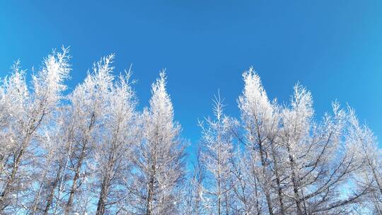 航拍林海雪原银色松林