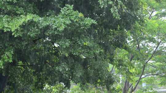 下雨天雨水大雨雨滴雨景