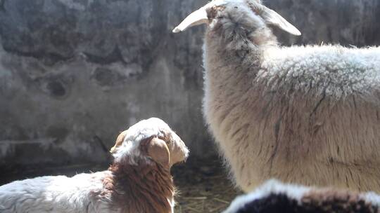 实拍养殖场里的绵羊视频素材模板下载
