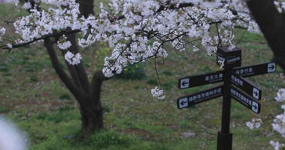 春雨绵绵美丽樱花