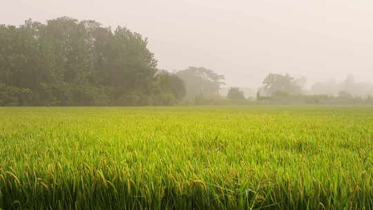 初秋天清晨薄雾笼罩的稻田