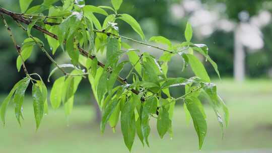 雨水打在绿色树叶上的唯美