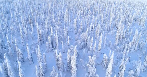 航拍白雪覆盖的松树林