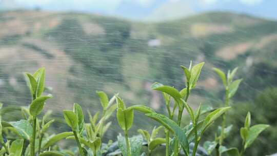 雨中嫩绿茶苗的清新自然景象