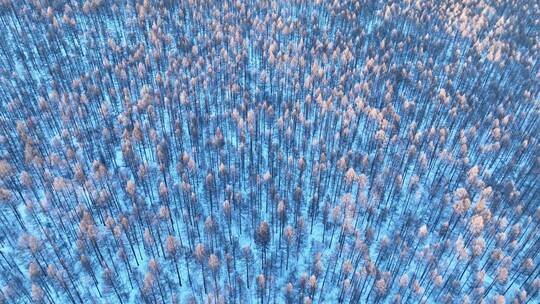 鸟瞰蓝色雪原松林红树梢