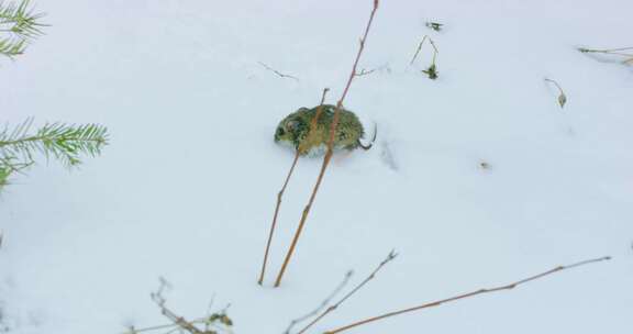 沙鼠，雪，冬天，老鼠