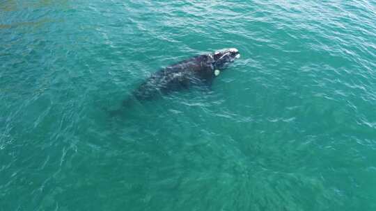 海面上游动的鲸鱼