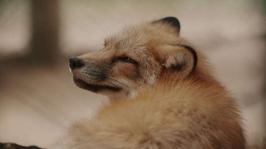 开心微笑的狐狸【4K】