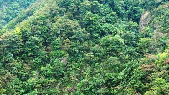 大山绿色树林森林雨林航拍