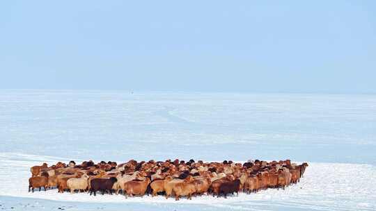 冬天雪山下的羊群 雪地上的羊群 羊群