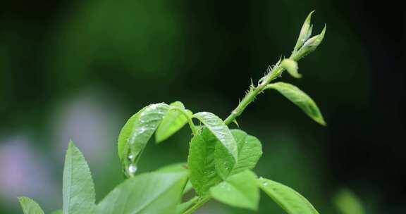 春雨润万物雨水雨滴水珠绿叶发芽