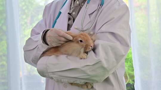 一个兽医治疗一只宠物兔子