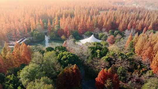 航拍上海东平国家森林公园天鹅湖