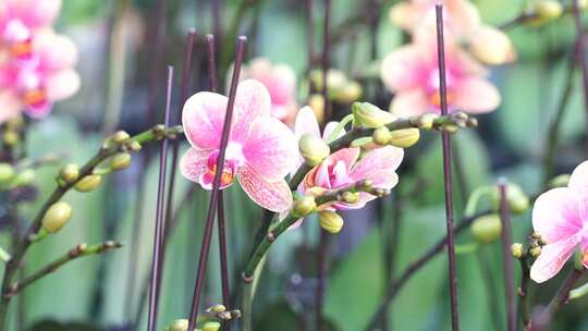 金蝶蝴蝶兰 金蝶花型 蝴蝶兰 金边蝴蝶兰