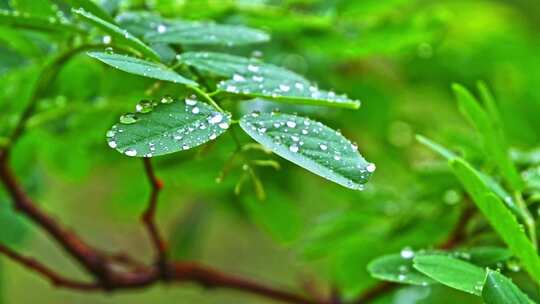 夏季下雨天山林植物树叶水珠特写