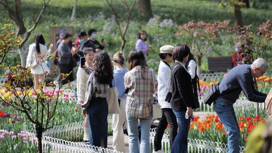 杭州西湖太子湾春天郁金香盛开视频素材模板下载