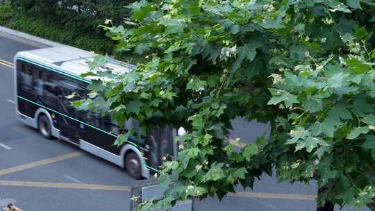 公交车在枝叶茂盛的绿树旁的道路上行驶