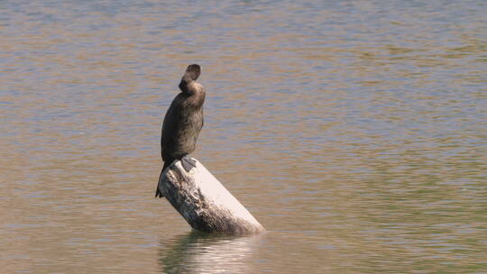 在湖中栖息的小鸟