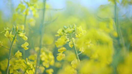 油菜花唯美意境春暖花开